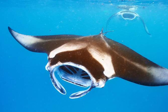 Manta Ray Night Snorkel from Kona — Small Group - From Honokohau Harbor to the feeding site