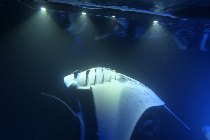 Manta Ray Snorkeling by Night in Kailua-Kona, Hawaii - What you may see beneath the canoe
