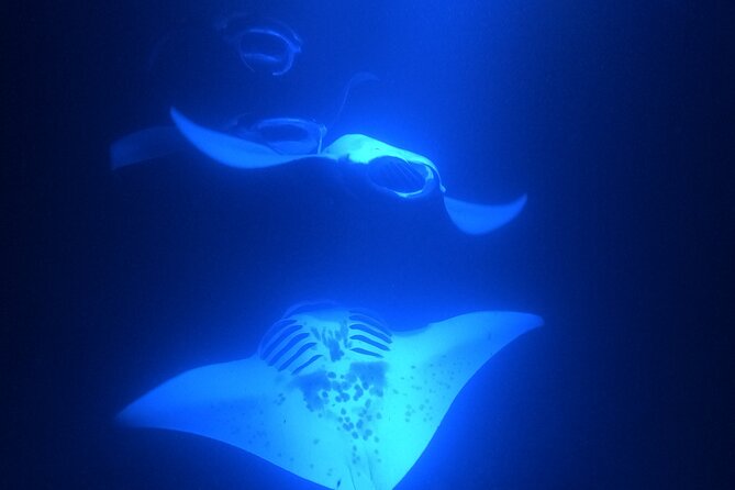 Manta Ray Snorkeling by Night in Kailua-Kona, Hawaii - Who will enjoy this most?