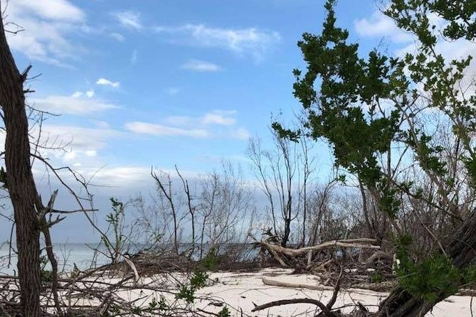 Marco Island 2 hour Dolphin, Birding and Shelling tour - What two hours and $99.95 really buy you