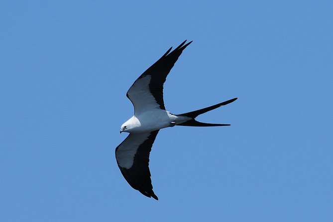 Marco Island 2 hour Dolphin, Birding and Shelling tour - Who will enjoy this Marco Island boat tour most