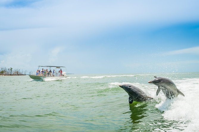 Marco Island Dolphin Sightseeing Tour - Key points about the Marco Island dolphin cruise