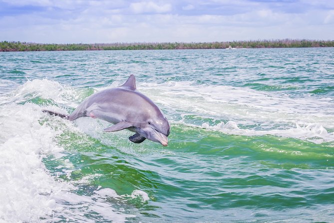 Marco Island Dolphin Sightseeing Tour - Goodland Boating Park is the starting point