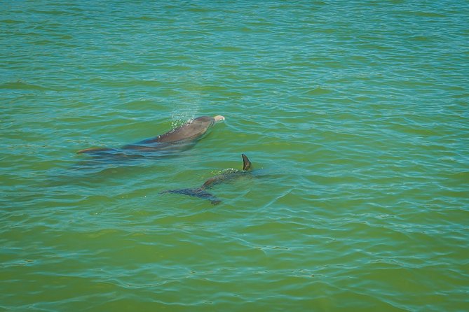 Marco Island Dolphin Sightseeing Tour - Two hours among Marco Island’s dolphins