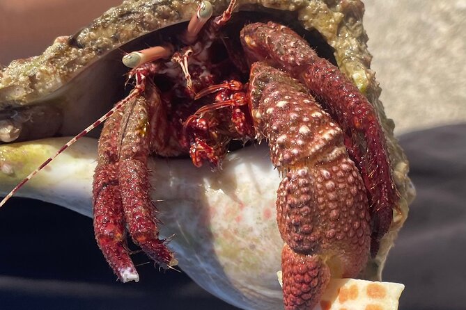 Marco Island Wildlife Sightseeing and Shelling Tour - The shelling stop on a quiet island