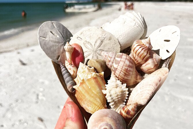 Marco Island Wildlife Sightseeing and Shelling Tour - Value for families, couples, and solo visitors