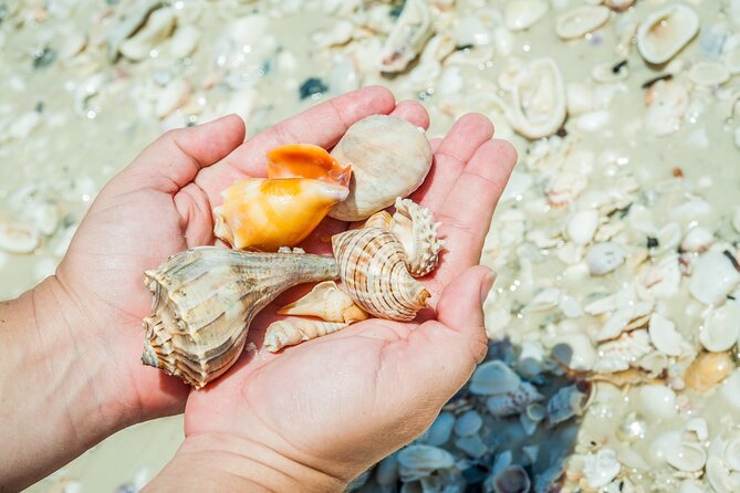 Marco Island Wildlife Sightseeing and Shelling Tour - Weather and cancellation details