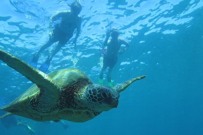 Maui Clear Kayak and Snorkel Tour: Swim with turtles (Makena) - Small-group size and the feel of the outing