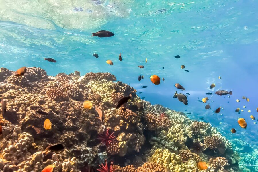 Maui: Eco-Friendly Molokini & Turtle Town Tour with Meals - Booking details worth handling early