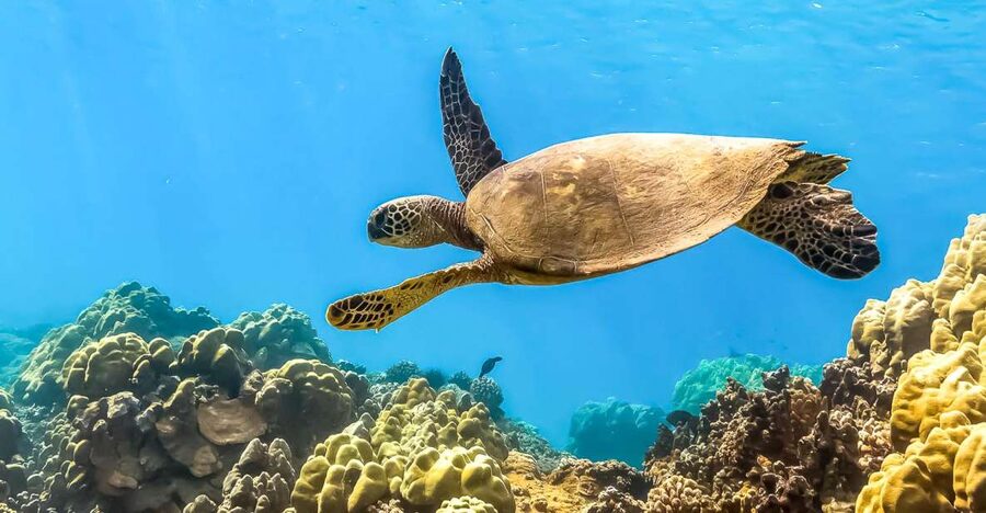 Maui: Eco-Friendly Molokini & Turtle Town Tour with Meals - Why Molokini makes a strong first snorkel stop