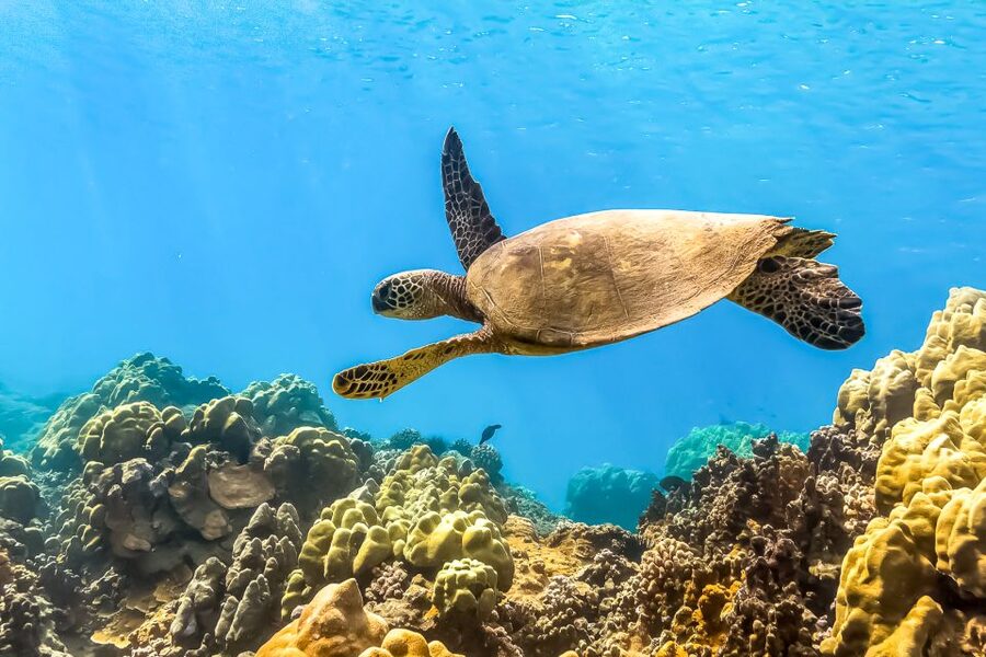Maui: Eco-Friendly Molokini & Turtle Town Tour with Meals - Breakfast before the reef and lunch after the swim