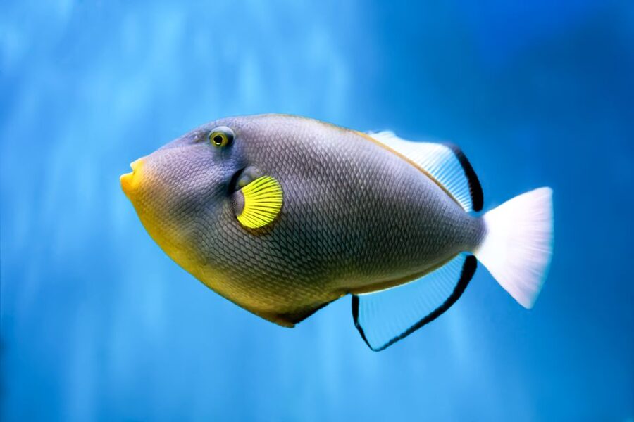 Maui: Eco-Friendly Molokini & Turtle Town Tour with Meals - A crew built around teaching and safety
