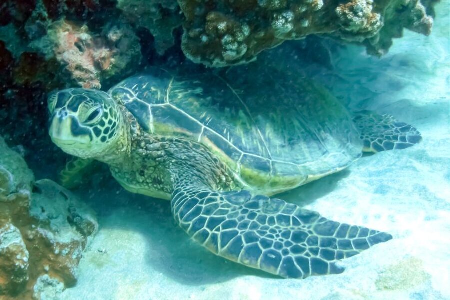 Maui: Eco-Friendly Molokini & Turtle Town Tour with Meals - How the five-hour schedule feels