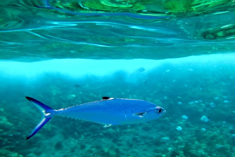 Maui: Eco-Friendly Molokini & Turtle Town Tour with Meals - What the $199 price really covers