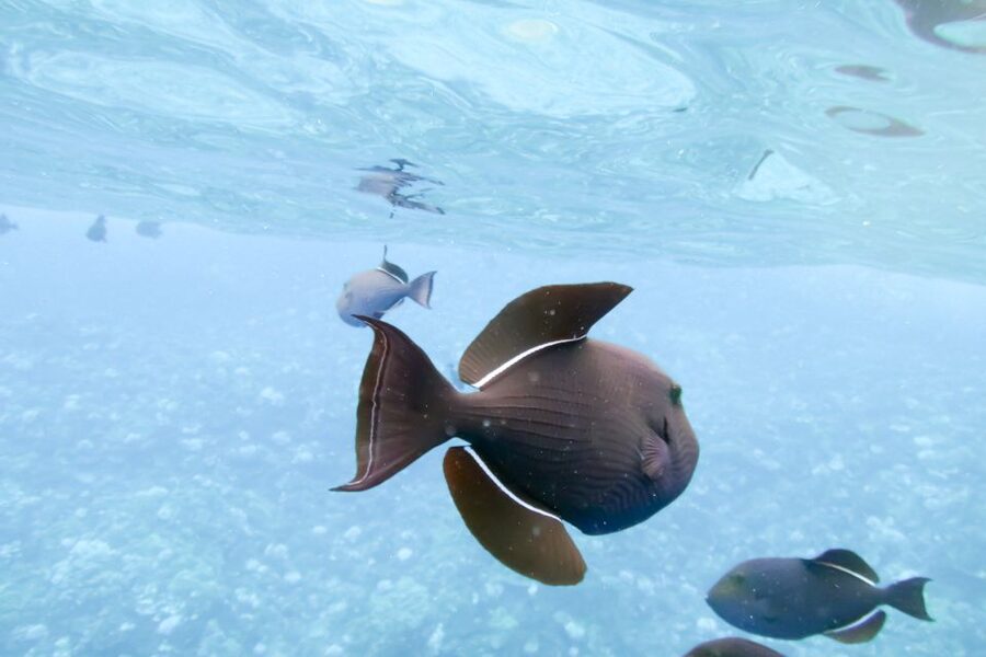 Maui: Eco-Friendly Molokini & Turtle Town Tour with Meals - Who will get the most from this trip