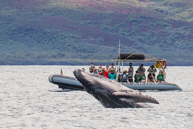 Maui Eco-Raft Tour: Eye-Level Whale or Dolphin Watching - Lahaina - Why a low raft changes the whale-watching experience