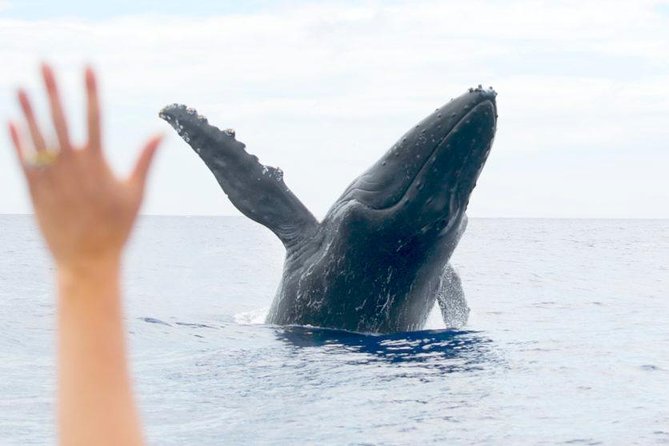 Maui Eco-Raft Tour: Eye-Level Whale or Dolphin Watching - Lahaina - What the 2.5-hour itinerary feels like