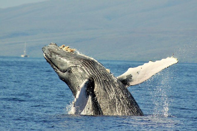 Maui Eco-Raft Tour: Eye-Level Whale or Dolphin Watching - Lahaina - Weather, spray, and what to wear