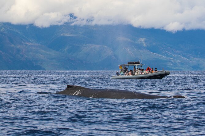 Maui Eco-Raft Tour: Eye-Level Whale or Dolphin Watching - Lahaina - Guide quality and the value of naturalist narration