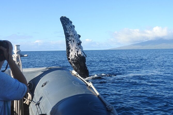 Maui Eco-Raft Tour: Eye-Level Whale or Dolphin Watching - Lahaina - Price and value at $85.16