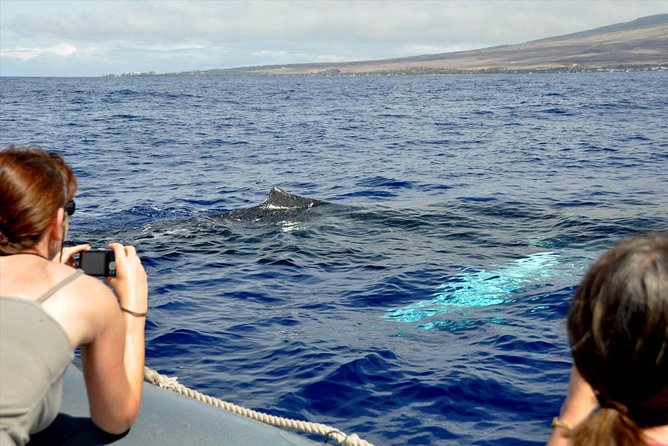 Maui Eco-Raft Tour: Eye-Level Whale or Dolphin Watching - Lahaina - Who should book this raft tour?