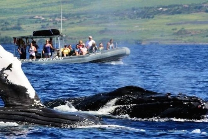 Maui Eco-Raft Tour: Eye-Level Whale or Dolphin Watching - Lahaina - Summer departures: dolphins and coastal views