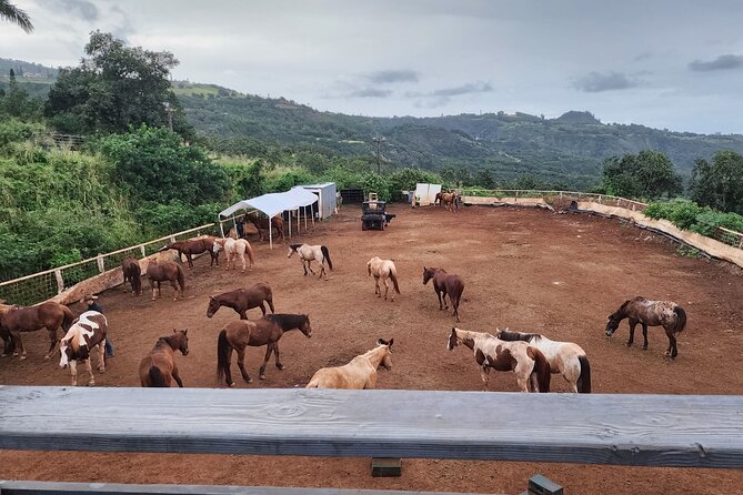 Maui Horseback Adventure at Circle M Ranch With Real Cowboys - What the $185.20 price really buys