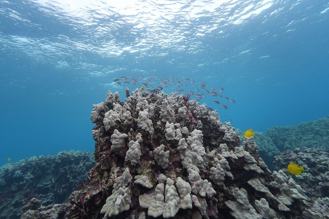 Maui: Molokini and Turtles Luxury Yacht Snorkel - Food that makes the boat day easier