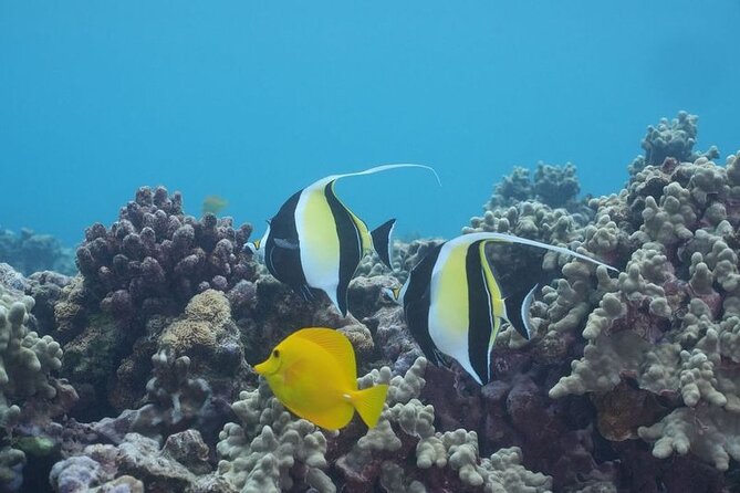 Maui: Molokini and Turtles Luxury Yacht Snorkel - The open bar comes after the water time