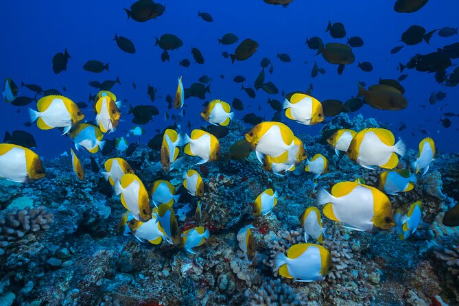 Maui: Molokini & Turtle Town Snorkel & Waterslide Adventure - Food, drinks, and the value of the $196.88 price