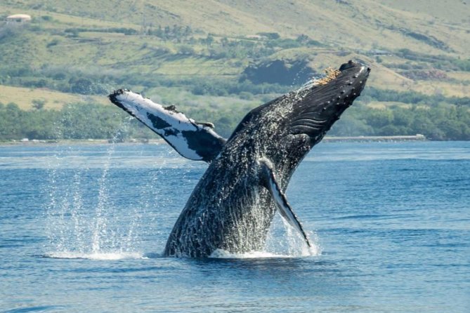 Maui: Original Sunset Cruise with Open Bar from Ka’anapali Beach - Winter whale watching adds real excitement