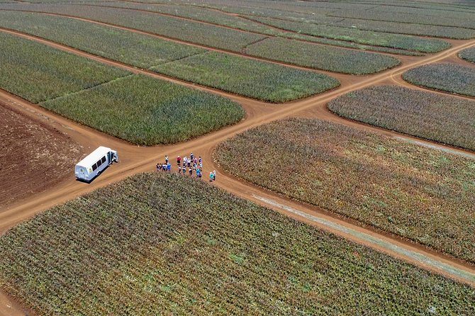 Maui Pineapple Farm Tour in Haliimaile - Why a pineapple farm tour belongs on your Maui schedule