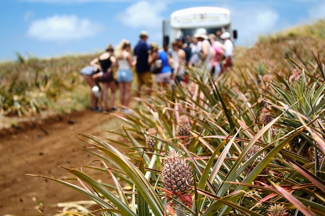 Maui Pineapple Farm Tour in Haliimaile - Riding into the working pineapple fields