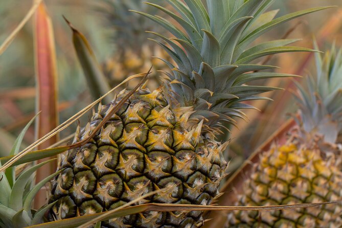 Maui Pineapple Farm Tour in Haliimaile - Seeing the packing facility and the work behind the fruit