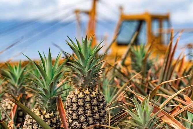 Maui Pineapple Farm Tour in Haliimaile - The guides are the heart of the experience