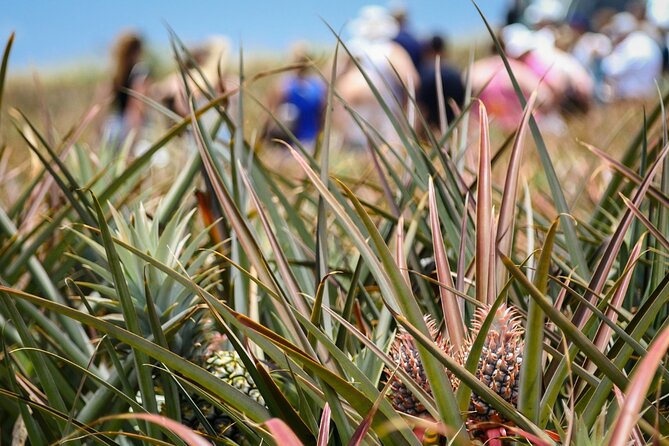 Maui Pineapple Farm Tour in Haliimaile - Who will enjoy this farm visit most
