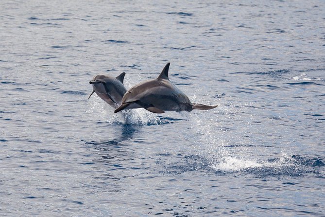 Maui Premium Sunset Dinner Cruise & Whale Watch - Who will enjoy this Maui cruise most