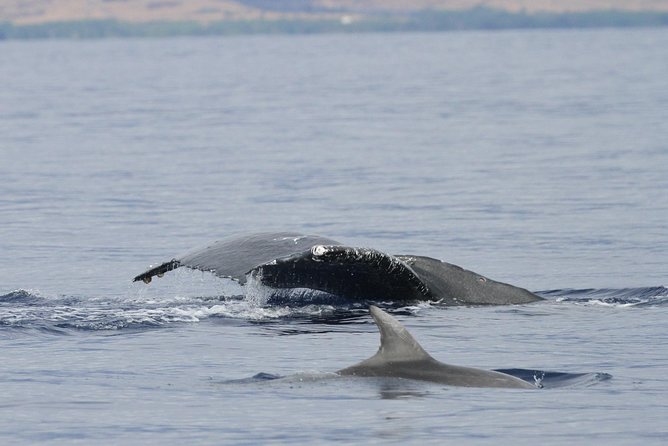Maui Premium Sunset Dinner Cruise & Whale Watch - Booking advice, weather, and the cancellation rule