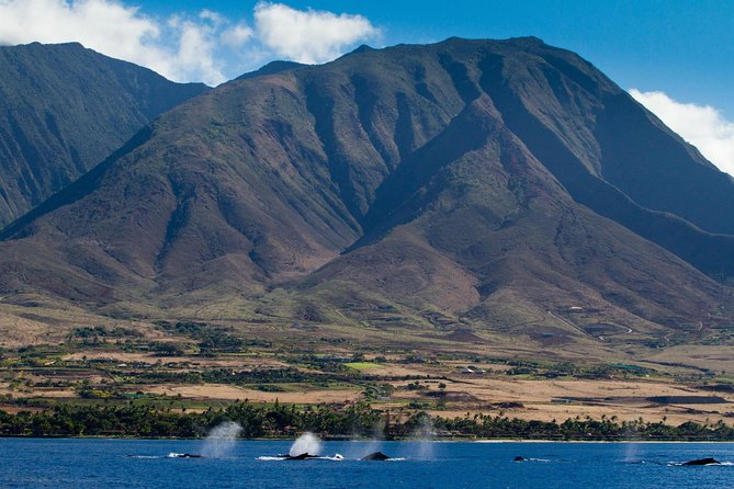 Maui Premium Sunset Dinner Cruise & Whale Watch - Watching humpbacks in their own Pacific setting