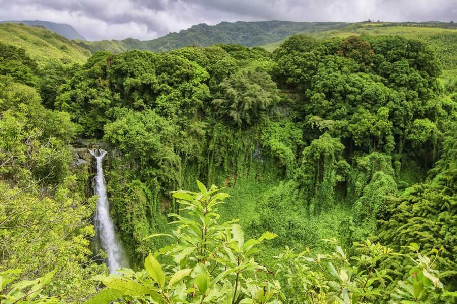 Maui: Small-Group Road to Hāna Sightseeing Tour - Why the Road to Hāna works best with a driver