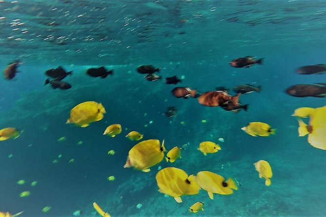 Maui Snorkel Adventure: Molokini Crater and Turtle Cove - Turtle Cove and the Search for Green Sea Turtles