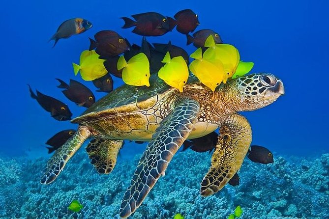 Maui Snorkel Adventure: Molokini Crater and Turtle Cove - Weather, Sea Conditions, and Backup Plans