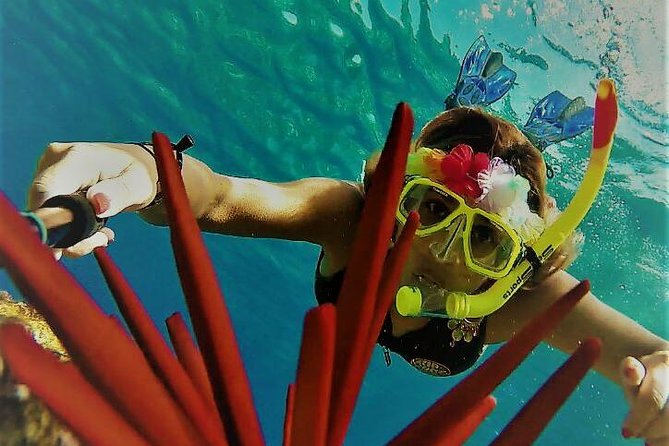 Maui Snorkel Adventure: Molokini Crater and Turtle Cove - Molokini Crater: Clear Water and Reef Fish