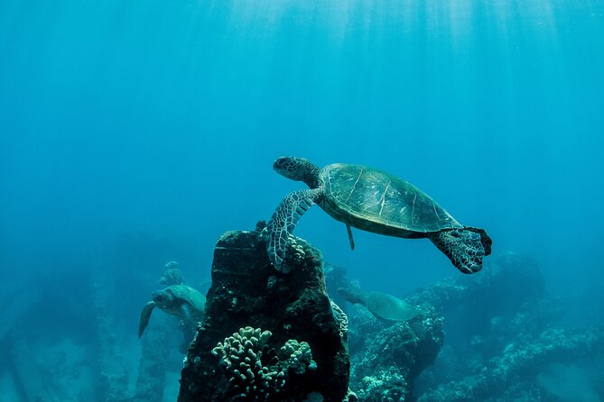 Maui Snorkeling Boat Tour to Turtle Town Aboard Quicksilver - Lunch, Drinks, and What the Price Really Covers
