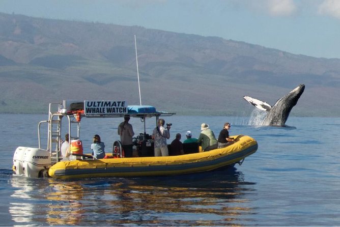 Maui: Ultimate Whale Watch from Lahaina - Why this Lahaina whale watch feels different