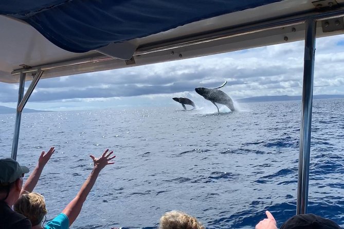 Maui: Ultimate Whale Watch from Lahaina - Watching humpbacks at the surface