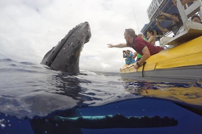 Maui: Ultimate Whale Watch from Lahaina - Why the two-hour option may be worth it