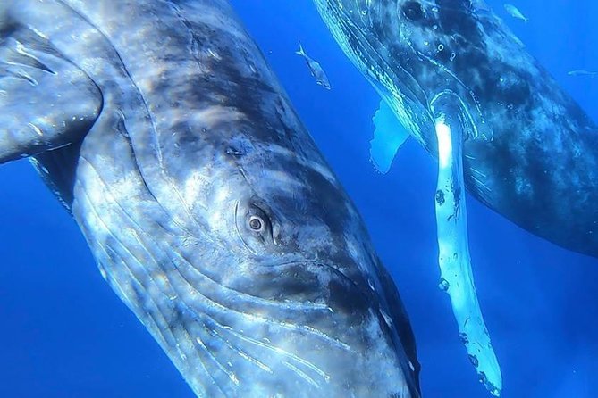 Maui: Ultimate Whale Watch from Lahaina - Price and value at $77