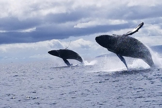 Maui: Ultimate Whale Watch from Lahaina - The practical side of a small raft