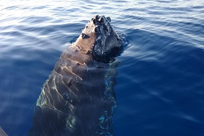 Maui: Ultimate Whale Watch from Lahaina - Picking the right departure